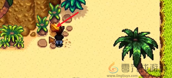 星露谷物语姜岛北部金核桃在哪(图15) 星露谷物语姜岛北部金核桃在哪(图15)